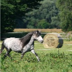 118 - Heuballenmonster