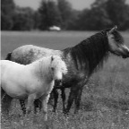 094 - die zwei Mamas