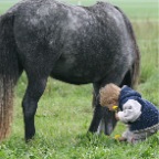 051 - Paddy pfl&uuml;ckt Löwenzahn