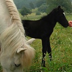 001 - Kaepa als Fohlen