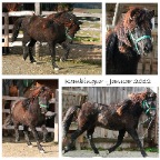 109 - Januar 2012