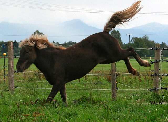 Loading Image