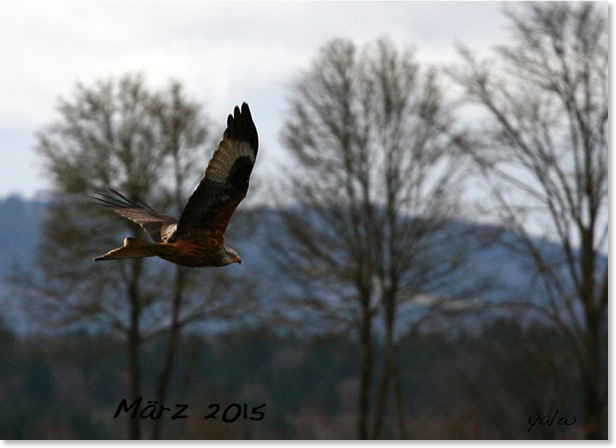 Märzbild2015