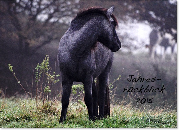 Rückblick2015MH Kopie