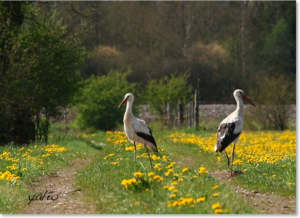 Störche290415aaa