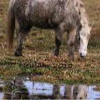 044 - der Neujahrstag 2012