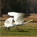 039 - 1, 2, 3 im Sauseschritt.......