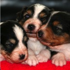 035 - die Welpen sind da!