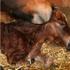 030 - &Aacute;rvakur