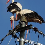 025 - Bildst&ouml;rung