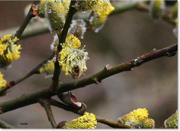 Frühling