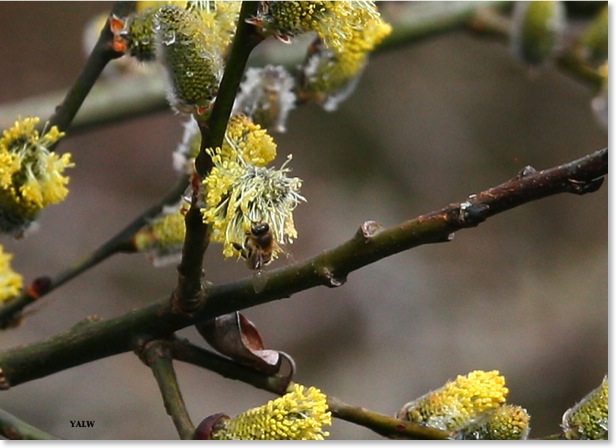 Frühling