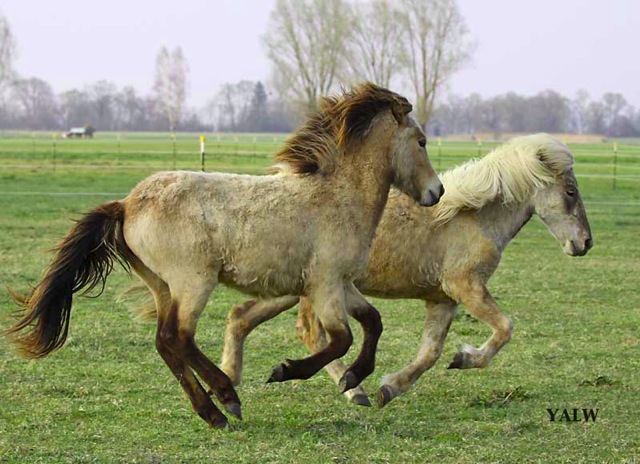 Loading Image