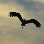 053 - Abendlicher Storchenflug