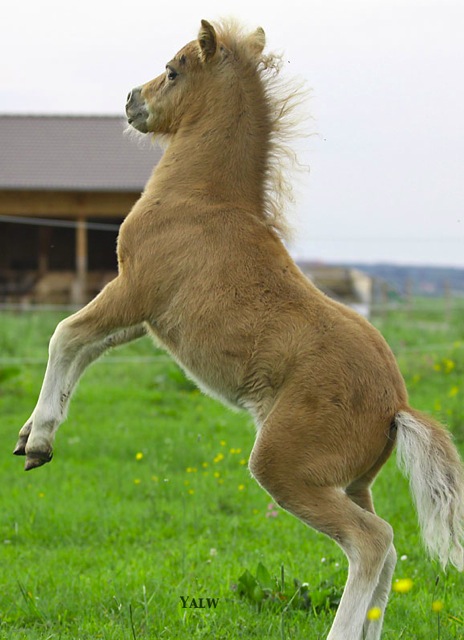 Loading Image