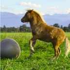 000 - der Ball