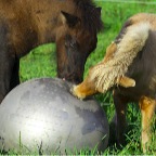 001 - Anbeissen?