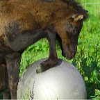004 - groß das Ding