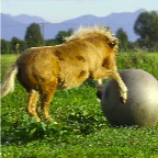 012 - Spaßball