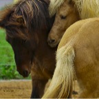 016 - Jungs spielen