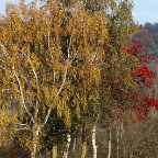 063 - Herbst