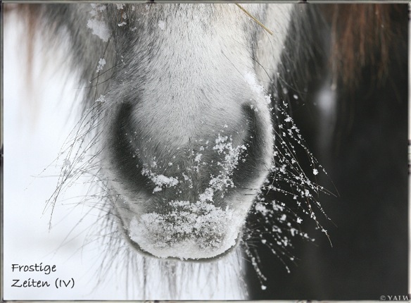 Schneeschnuteintfrost