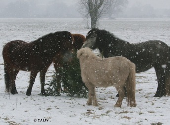 Weihnachtsbaumb