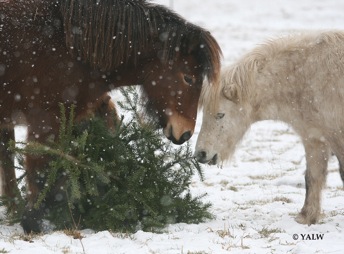 Weihnachtsbaumh