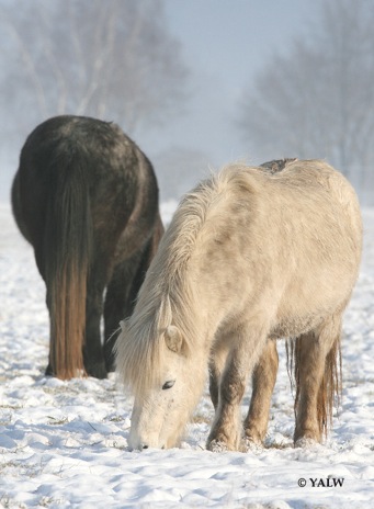 Winterweide070110