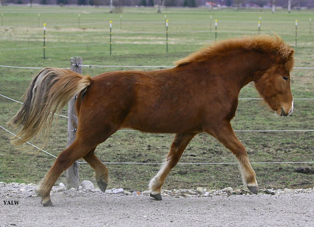 Loading Image