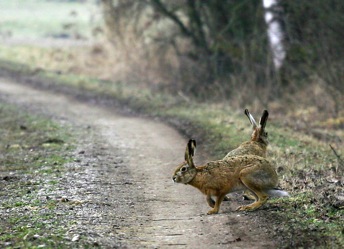 Osterhase1