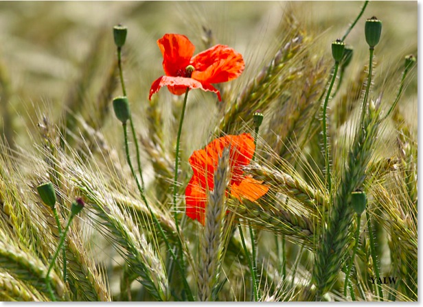 Mohn