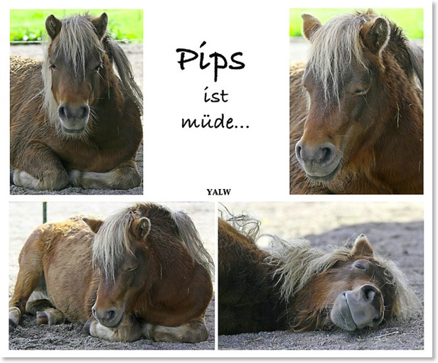 Pipsmüde2