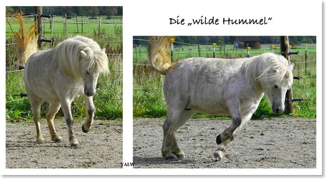 wildeHummel