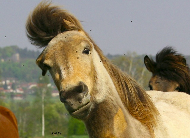 Loading Image