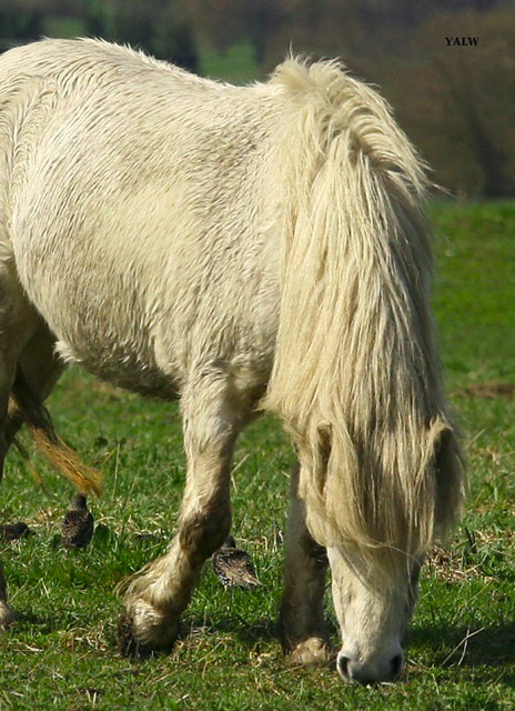 Loading Image