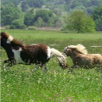 026 - Pips und Gaefa