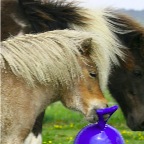 013a - Pips und Gaefa