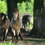 009 - unter den Eichen