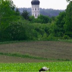 008 - der Klapperstorch ;-)