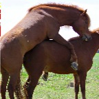 007 - Elvis und Brynja