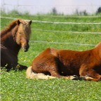 004 - Brynja u. Elvis 04.05.