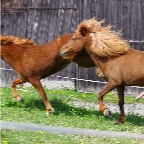 003 - Brynja u. Elvis 02.05.