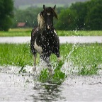 044 - Gaefa, bis heute immer wasserscheu ;-)