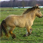 064 - Stilling