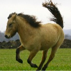 041 - Stilling