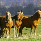 003 - Nachbars Haflinger