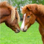 01511 - Brynja und Elvis